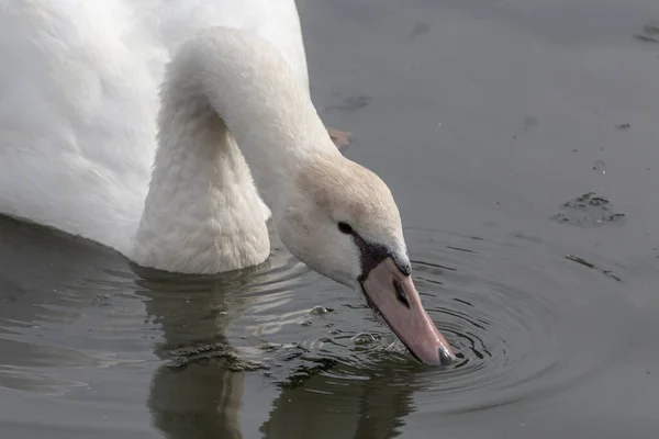 Primo Piano Cigno Muto Che Beve Acqua — Foto Stock