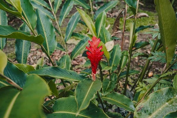 Eine Schöne Blume Costa Rica Mittelamerika — Stockfoto