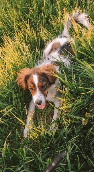 Порезанная Собака Отдыхает Зеленой Траве — стоковое фото