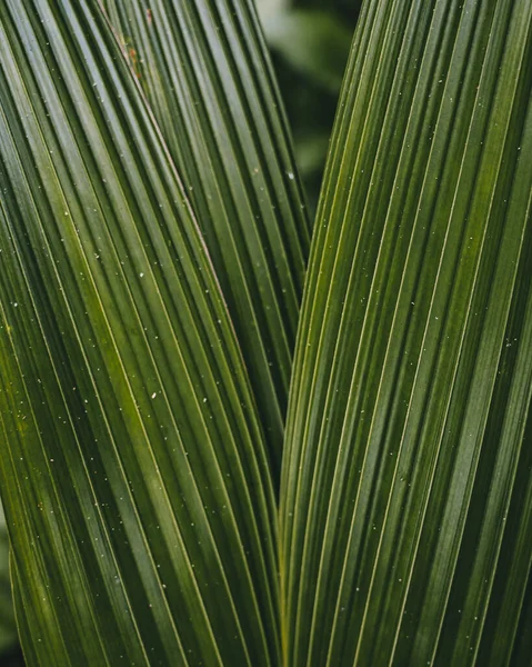 中美洲哥斯达黎加的一种植物的绿叶 — 图库照片