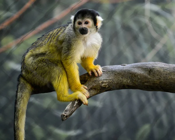 Närbild Ekorre Apa Trädgren Ett Zoo Solljuset — Stockfoto