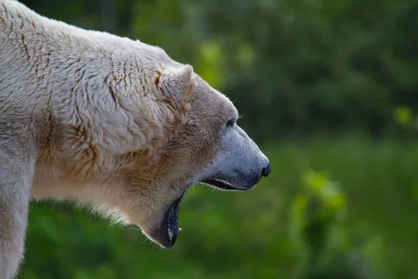轟音の氷のクマの頭とぼやけた緑の背景 — ストック写真