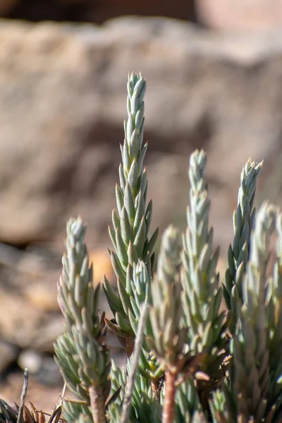 Κοντινό Πλάνο Του Pale Stonecrop Petrosedum Sediforme Στα Βουνά Aures — Φωτογραφία Αρχείου