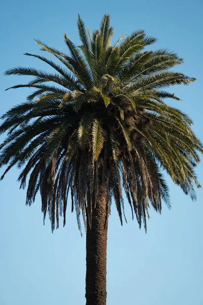 Una Palmera Bajo Cielo — Foto de Stock