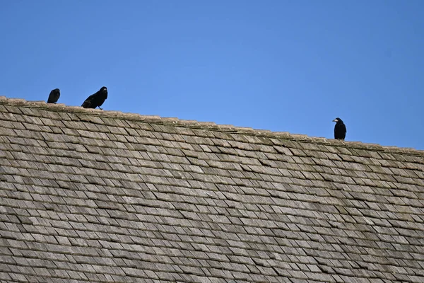 Tiro Pájaros Negros Parte Superior Techo — Foto de Stock