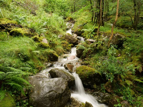 Stream Rocks Wild Forest — Stock Photo, Image