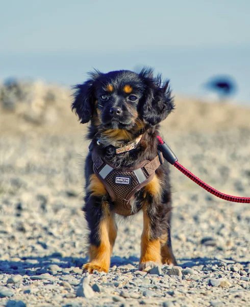 Disparo Vertical Rey Marrón Charles Spaniel Con Una Correa Prado —  Fotos de Stock