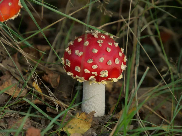 Detailní Záběr Mušky Agarické Houby — Stock fotografie