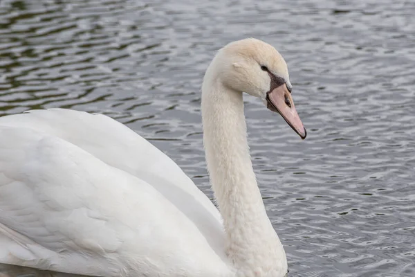 Primo Piano Cigno Muto — Foto Stock