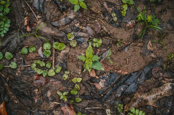 Orta Amerika Kosta Rika Bir Sonbahar Ormanında Yeşil Bitkiler — Stok fotoğraf