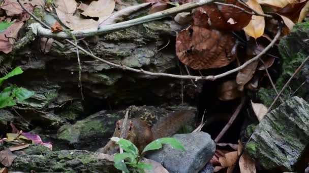 Vista Pitoresca Esquilo Pequeno Entre Pedras Floresta Dia Ensolarado — Vídeo de Stock