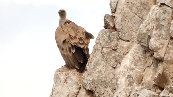 Pájaro Buitre Leonado Sentado Cima Montaña Rocosa Con Cielo Azul — Vídeos de Stock