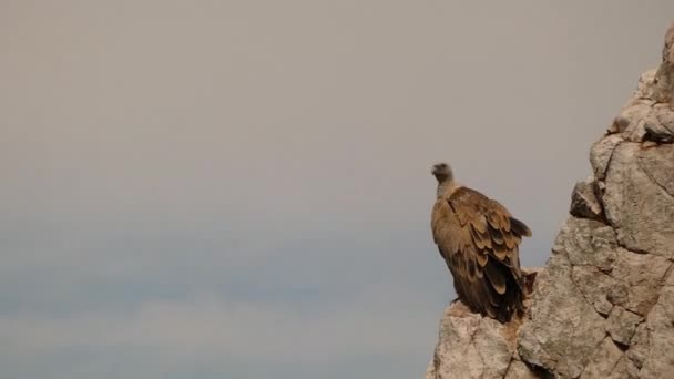 Gänsegeier Vogel Sitzt Auf Felsigen Berggipfel Mit Blauem Himmel Auf — Stockvideo
