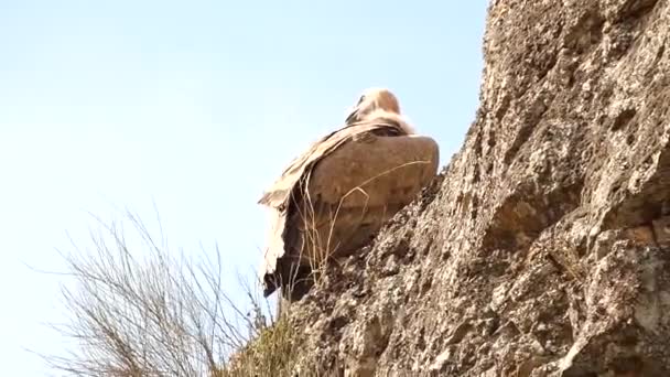 Griffon Vulture Bird Sitting Rocky Mountain Top Blue Sky Background — Stock Video