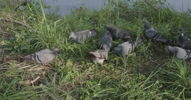 Ein Schwarm Vögel Gras — Stockvideo