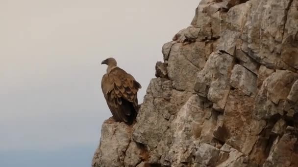 Gänsegeier Vogel Sitzt Auf Felsigen Berggipfel Mit Blauem Himmel Auf — Stockvideo