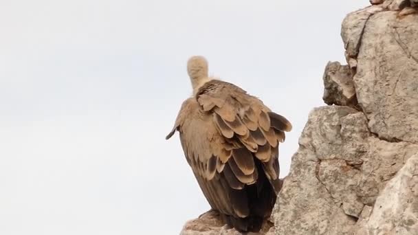 Pájaro Buitre Leonado Sentado Cima Montaña Rocosa Con Cielo Azul — Vídeo de stock