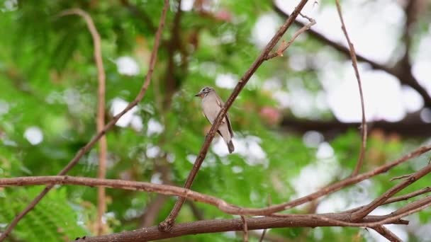 Priveliște Pitorească Păsărilor Așezate Ramura Copacului Pădure Ziua Însorită — Videoclip de stoc