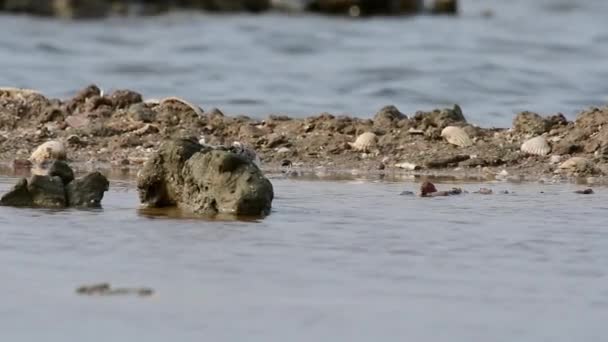 晴れた日の石の間で鳥が水の中で食べたり歩いたりする絵のように美しい景色 — ストック動画