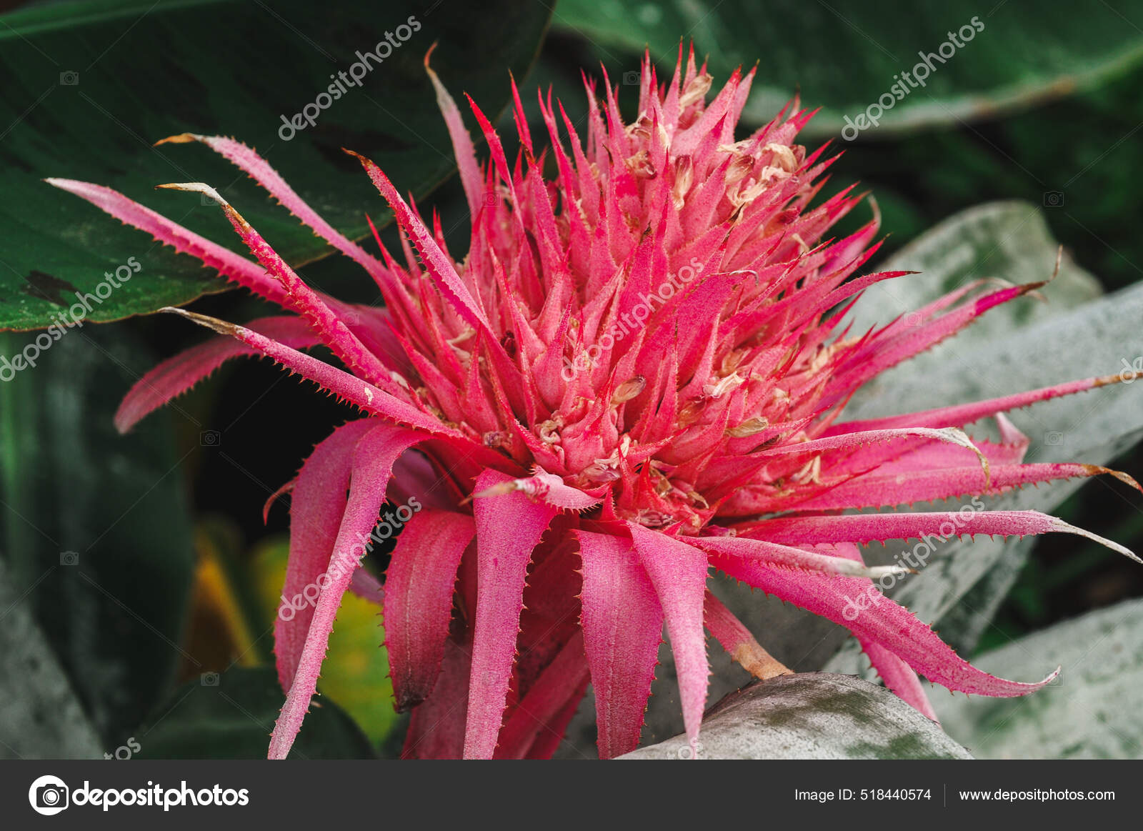Primer Plano Flor Aechmea Jardín: fotografía de stock © Wirestock  #518440574 | Depositphotos