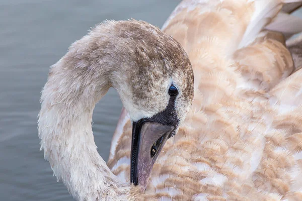 Een Close Shot Van Een Stomme Zwaan — Stockfoto