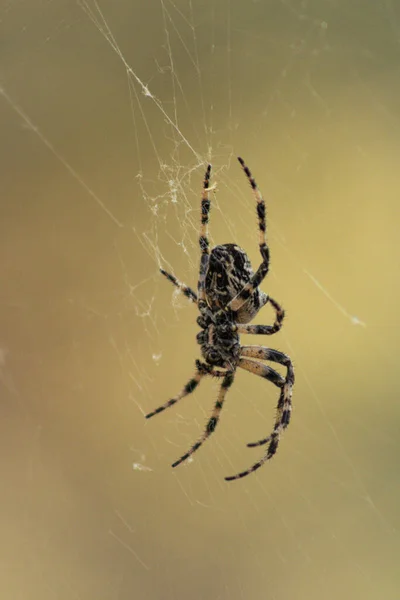 Een Verticaal Shot Van Een Europese Tuinspin Het Web — Stockfoto