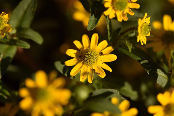 Zbliżenie Ujęcie Żółtych Kwiatów Kwitnących Ogrodzie — Zdjęcie stockowe