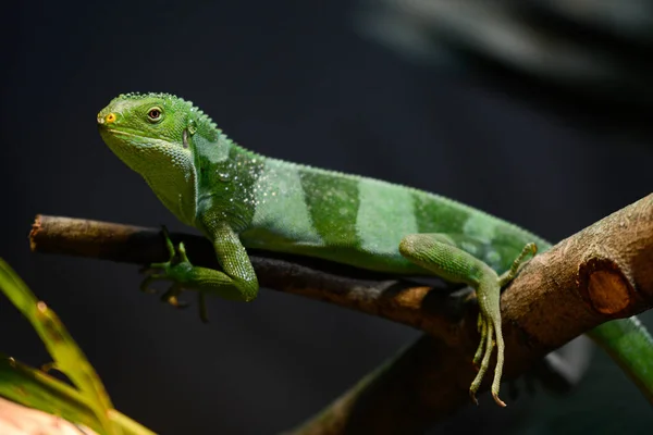 Zbliżenie Fiji Czubaty Iguana Gałęzi Drzewa Ogrodzie Zoologicznym Rozmytym Tłem — Zdjęcie stockowe