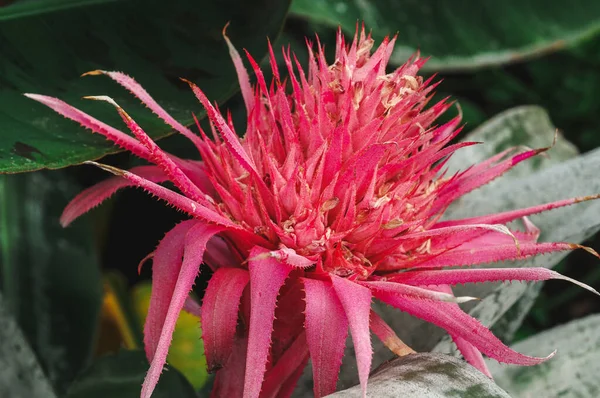 Ένα Κοντινό Πλάνο Του Ανθισμένου Λουλουδιού Aechmea Στον Κήπο — Φωτογραφία Αρχείου