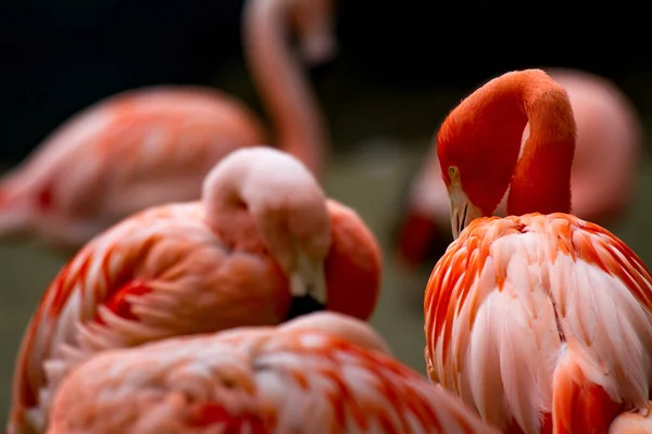 Flamingo Americano Phoenicopterus Ruber Assistindo Com Outros Flamingos Fundo Embaçado — Fotografia de Stock