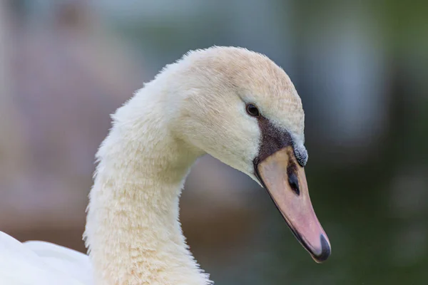 Primo Piano Cigno Muto — Foto Stock