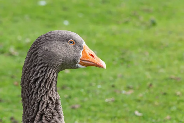 Closeup Shot Beautiful Grey Goose Field — Stock Photo, Image