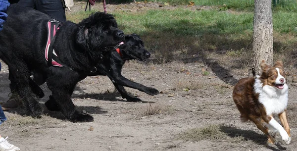 Лабрадор Забирает Чёрную Собаку Чёрную Собаку Ньюфаундленда Бегущую Другой Крошечной — стоковое фото
