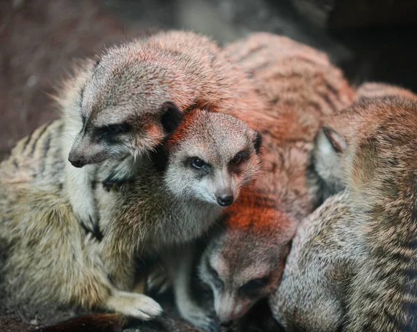 Gros Plan Adorables Suricates Sous Les Lumières Dans Zoo Avec — Photo