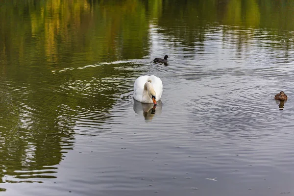 Красивый Вид Озеро Купание Лебеде — стоковое фото