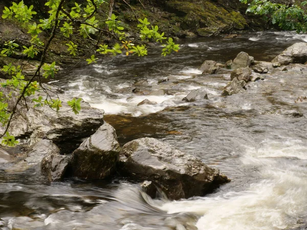 Stream Rocks Wild Forest — Stock Photo, Image