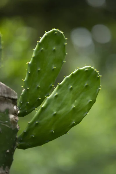 Egy Függőleges Lövés Egy Kaktusz Costa Rica Közép Amerika — Stock Fotó