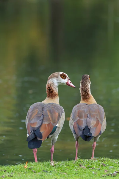 Nahaufnahme Von Zwei Ägyptischen Gänsen — Stockfoto