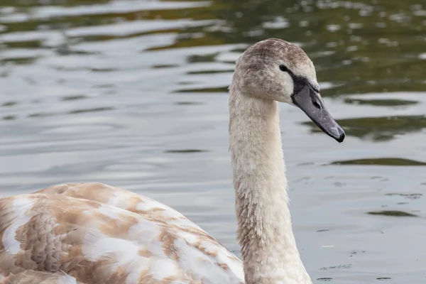 Primo Piano Cigno Muto — Foto Stock