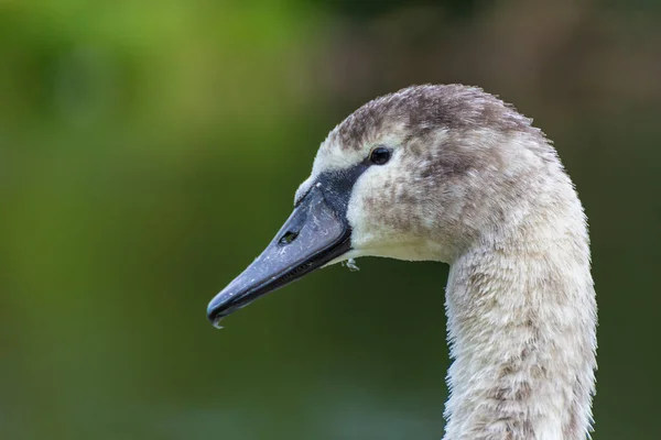 Tiro Perto Cisne Mudo — Fotografia de Stock