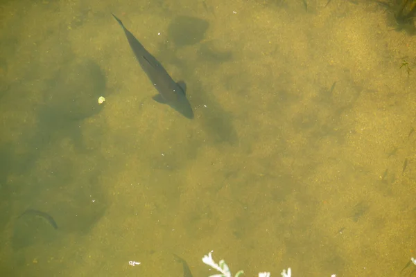 バルボ魚の水泳や食品を探して澄んだ水の川の流れ オーバーヘッドビューによってもたらされる — ストック写真