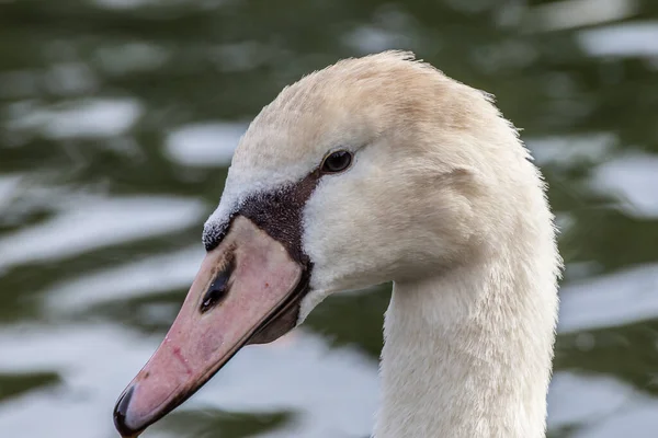 Närbild Stum Svan — Stockfoto