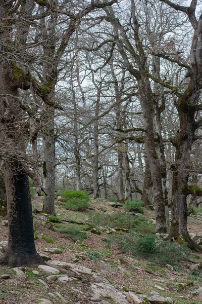 Szenische Aussicht Vom Akfadou Wald Bejaia Algerien — Stockfoto