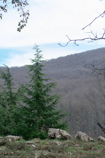 Vista Panorámica Del Bosque Akfadou Bejaia Argelia — Foto de Stock