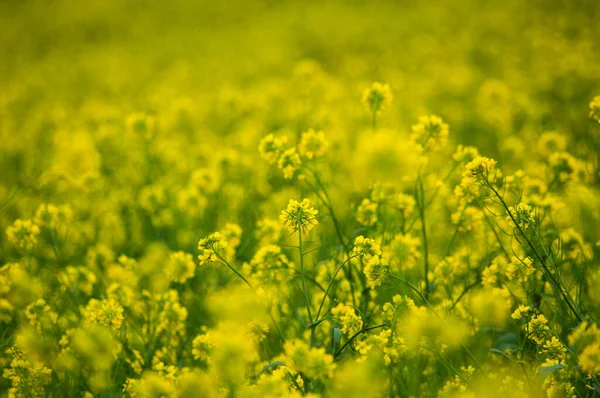 Een Selectie Van Gele Koolzaad Een Veld — Stockfoto