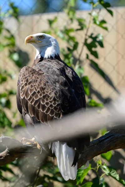 Disparo Vertical Águila Calva Posada Una Rama Árbol Zoológico Bajo —  Fotos de Stock