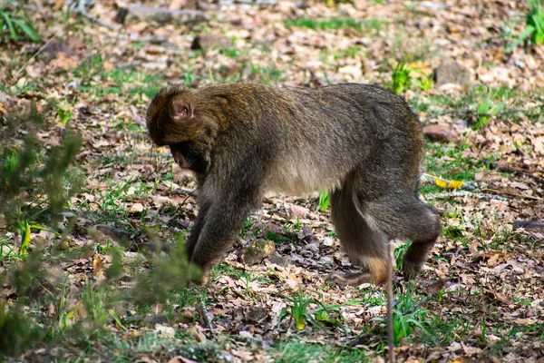 Barbary Macaque Akfadou Forest Bejaia — Stock Photo, Image