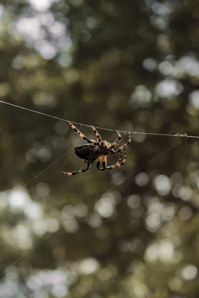 거미줄에 의정원 거미의 — 스톡 사진