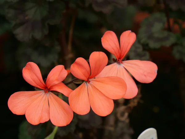 Zbliżenie Ujęcie Geranium Kwiaty — Zdjęcie stockowe