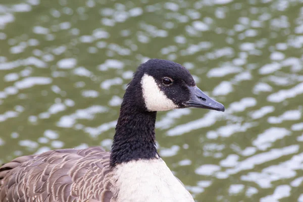 Closeup Shot Beautiful Canada Goose Stock Picture